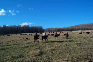 cattledrive1.jpg